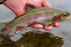 Rainbow-Trout-NMOSG-YouTube