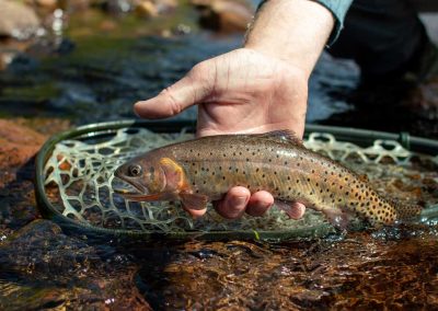 Trout Fly Fishing Cimarron River New Mexico