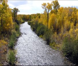 New Mexico Fly Fishing Photo Gallery 12 chama