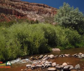 New Mexico Fly Fishing Photo Gallery 3 Jemez-River-S-Bend-Trout-Fishing-Public-Access-Anafi-Osmo-Pocket-07-01-2020