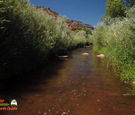 New Mexico Fly Fishing Photo Gallery 5 Jemez-River-Spanish-Queen-Trout-Fishing-Public-Access-Anafi-Osmo-Pocket-07-01-2020