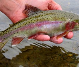 New Mexico Fly Fishing Photo Gallery 10 Rainbow-Trout-NMOSG-YouTube
